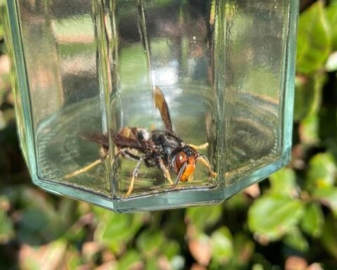 Hornet Attack