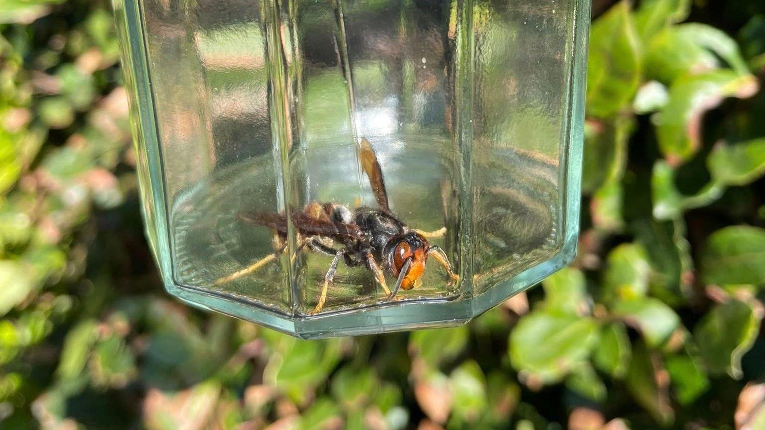 Hornet Attack
